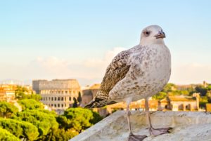 quello che c'è da sapere sull'aeroporto di Ciampino